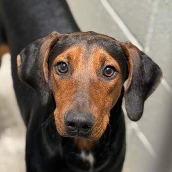 Sizzling Fajita -  Doberman Pinscher Dog for Adoption in Sacramento, California - Sizzling Fajita | PetCurious