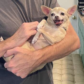 Penny -  Chihuahua and Mixed Breed Dog for Adoption in San Francisco, California - Penny | PetCurious