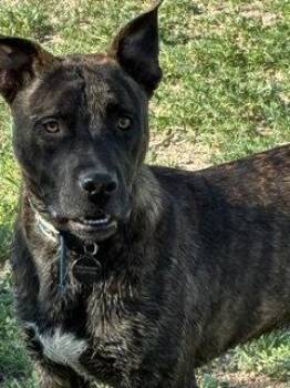 Kai -  Staffordshire Bull Terrier Dog for Adoption in Broomfield, Colorado - Kai | PetCurious