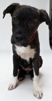 Astro -  Boxer Dog Available for Adoption in Cottonwood, Arizona - Astro | PetCurious