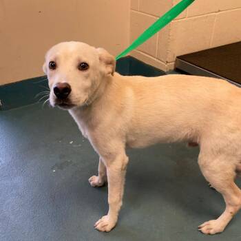 Flake -  Mixed Breed Dog for Adoption in Bartlett, Tennessee - Flake | PetCurious