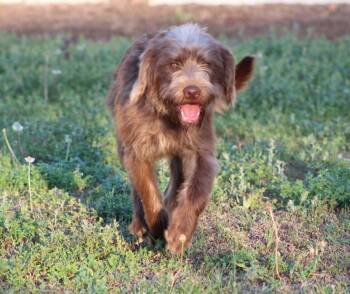 Goldendoodle Dogs Available for Adoption in Jesup, Georgia - Alphie | PetCurious
