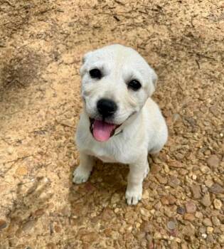 Blizzard -  Terrier Dog for Adoption in Glocester, Rhode Island - Blizzard | PetCurious