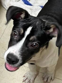 Rescue Border Collie Dogs for Adoption in Farmingville, New York - Boba | PetCurious