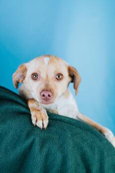 Chihuahua and Mixed Breed Dogs Available for Adoption in Minneapolis, Minnesota - Jem | PetCurious