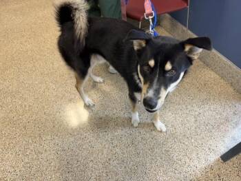 Siberian Husky and Mixed Breed Dogs Available for Adoption in Doral, Florida - SULTAN | PetCurious