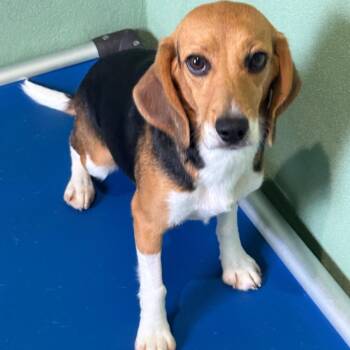 Bitsy 8925 -  Beagle Dog for Adoption in Loxahatchee Groves, Florida - Bitsy 8925 | PetCurious