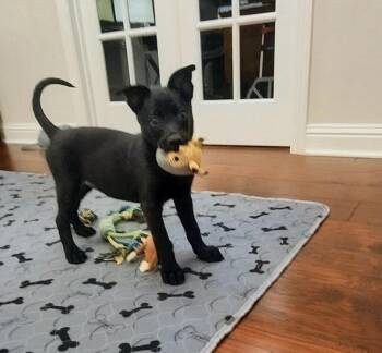 Texas Legends Litter- Sissy - Located in IN -  Belgian Shepherd Malinois Dog for Adoption in Imlay City, Michigan - Texas Legends Litter- Sissy - Located In IN | PetCurious