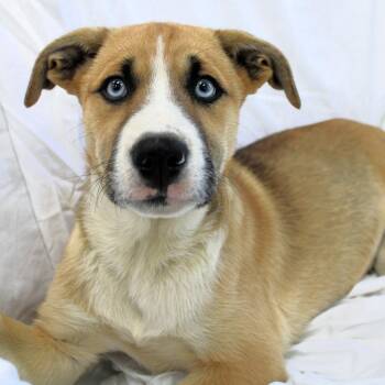 Husky Dogs Available for Adoption in Michigan City, Indiana - Astra | PetCurious