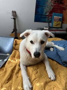 Labrador Retriever Dogs Available for Adoption in Lewisville, Indiana - Gus | PetCurious