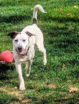 Pointer and Mountain Cur Dogs Available for Adoption in Algood, Tennessee - Monty | PetCurious