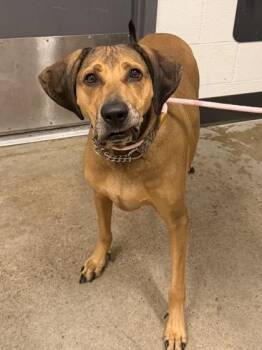 Murphy -  Hound Dog for Adoption in Cleveland, Ohio - Murphy | PetCurious