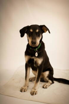 Rescue Labrador Retriever and Shepherd Dogs for Adoption - Felix | PetCurious