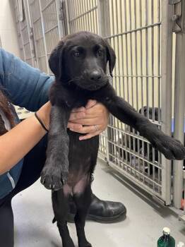 PATTIE GONIA* -  Labrador Retriever and Belgian Shepherd Malinois Dog for Adoption in Santa Cruz, California - PATTIE GONIA* | PetCurious
