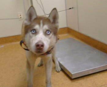 BORIS KARLOFF -  Siberian Husky Dog for Adoption in Sacramento, California - BORIS KARLOFF | PetCurious