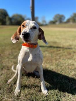 Rescue Hound Dogs for Adoption in Maryville, Tennessee - Beulah | PetCurious