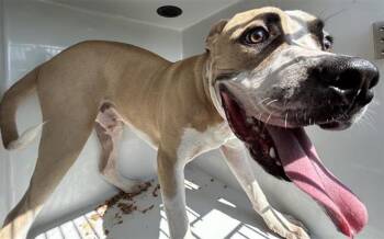 A662410 -  Staffordshire Bull Terrier and Mixed Breed Dog for Adoption in Houston, Texas - A662410 | PetCurious