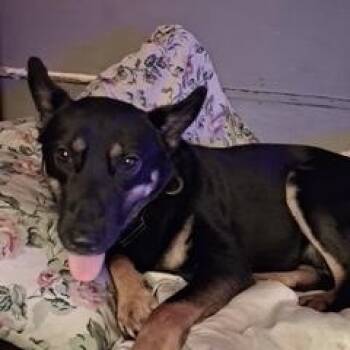 German Shepherd Dog Dogs Available for Adoption in Roswell, Georgia - Zayn | PetCurious