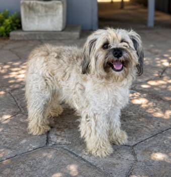 Ozzy -  Lhasa Apso Dog for Adoption in Lathrop, California - Ozzy | PetCurious