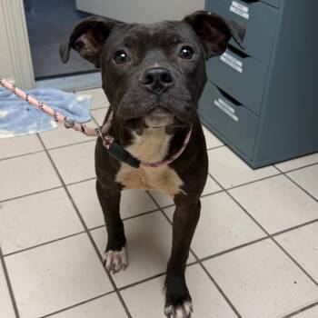 TUSC-Stray-86015 -  Pit Bull Terrier and Mixed Breed Dog for Adoption in Tuscaloosa, Alabama - TUSC-Stray-86015 | PetCurious