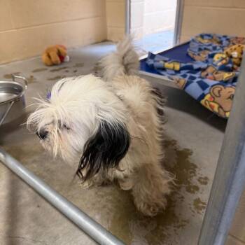 Mary -  Maltese and Mixed Breed Dog for Adoption in Buellton, California - Mary | PetCurious
