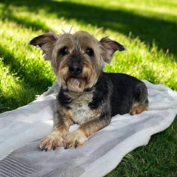 Kenny Rogers -  Yorkshire Terrier and Lhasa Apso Dog for Adoption in Dallas, Georgia - Kenny Rogers | PetCurious