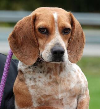 Beagle Dogs Available for Adoption in Millfield, Ohio - Lady | PetCurious