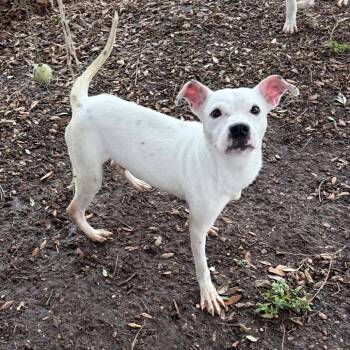 Jack Russell Terrier and Terrier Dogs Available for Adoption in Rockaway, New Jersey - Pongo GCH | PetCurious