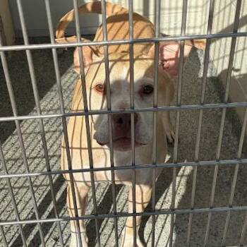 Mixed Breed Dogs Available for Adoption in Jeffersonville, Indiana - Nash | PetCurious