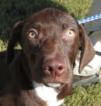 Rescue Labrador Retriever Dogs for Adoption in Hernando, Mississippi - Maverick | PetCurious