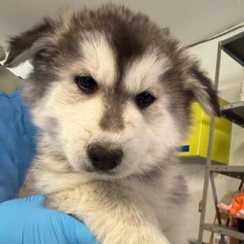 Husky Dogs Available for Adoption - Blizzard | PetCurious