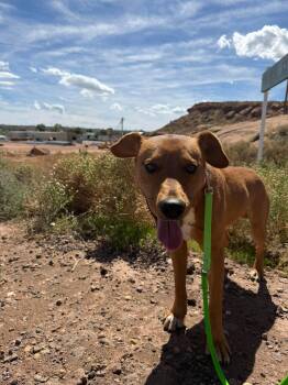 Dudley -  Mixed Breed Dog for Adoption in Roosevelt, Utah - Dudley | PetCurious