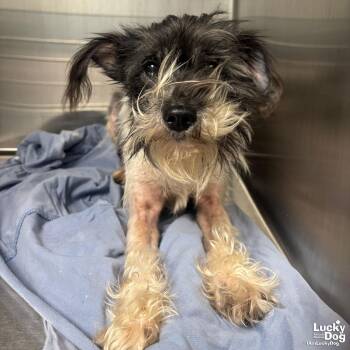 Yorkshire Terrier and Terrier Dogs Available for Adoption - Zelly | PetCurious