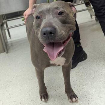 King -  Pit Bull Terrier and Mixed Breed Dog for Adoption in Indianapolis, Indiana - King | PetCurious