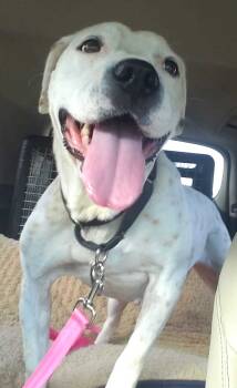 Rescue American Bulldog Dogs for Adoption in Milton, Georgia - Willamena **Home For The Holidays 1/2 Price! | PetCurious