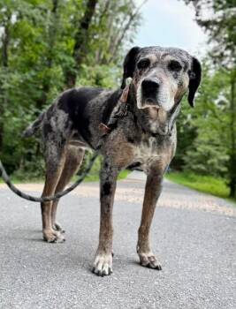 Ma-Lady -  Catahoula Leopard Dog Dog for Adoption in Waverly, Tennessee - Ma-Lady | PetCurious
