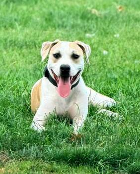 Sheriff Woody -  Pit Bull Terrier Dog for Adoption in Germantown, Ohio - Sheriff Woody | PetCurious