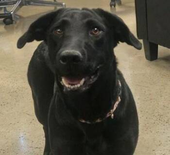 Lizzie -  Black Labrador Retriever Dog for Adoption in Neosho, Missouri - Lizzie | PetCurious