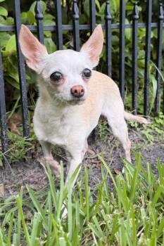 Dixie -  Chihuahua Dog for Adoption in Plant City, Florida - Dixie | PetCurious