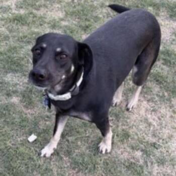 Shepherd and Mixed Breed Dogs Available for Adoption in Parker, Colorado - 573 (2026) Sweetie Pie | PetCurious