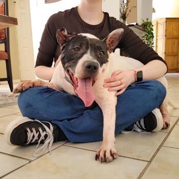 Bellarina -  Mixed Breed Dog for Adoption in Houston, Texas - Bellarina | PetCurious
