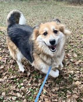 Lyla -  Collie Dog for Adoption in Alexandria, Louisiana - Lyla | PetCurious