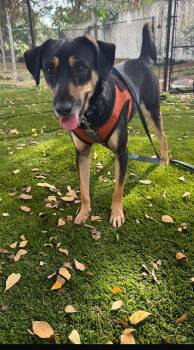 Rescue Mixed Breed Dogs for Adoption in Sunrise, Florida - Gilbert | PetCurious