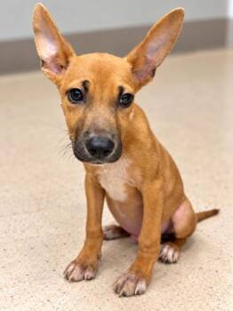 Brax -  Mixed Breed Dog for Adoption in Gulfport, Mississippi - Brax | PetCurious