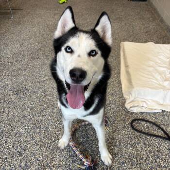 Husky Dogs Available for Adoption - Gyro Zeppeli | PetCurious