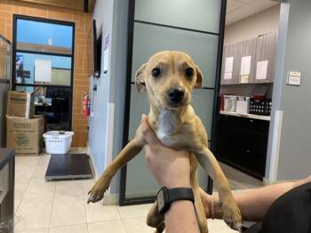 Chihuahua and Mixed Breed Dogs Available for Adoption in Rowlett, Texas - NUEVO LEON | PetCurious