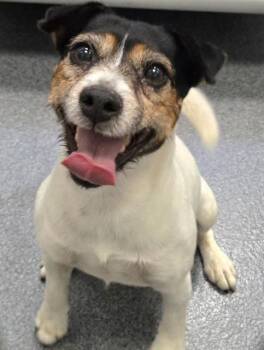 LIL TIMMY -  Mixed Breed Dog for Adoption in Dallas, Texas - LIL TIMMY | PetCurious
