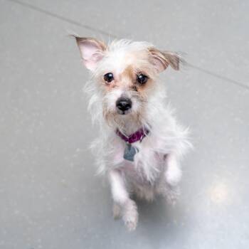 Chihuahua and Shih Tzu Dogs Available for Adoption in New York, New York - Kaira | PetCurious