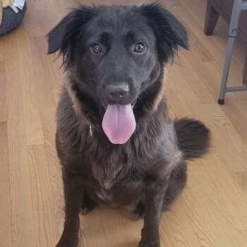 Mixed Breed and Shepherd Dogs Available for Adoption in Skokie, Illinois - Anna | PetCurious