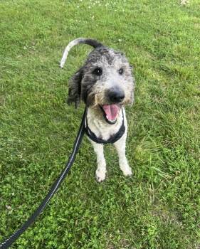 Dahsum -  Poodle Dog for Adoption in Silver Spring, Maryland - Dahsum | PetCurious
